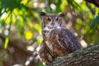 Portrait of a Great Horned Owl-perched in a tree Art Print